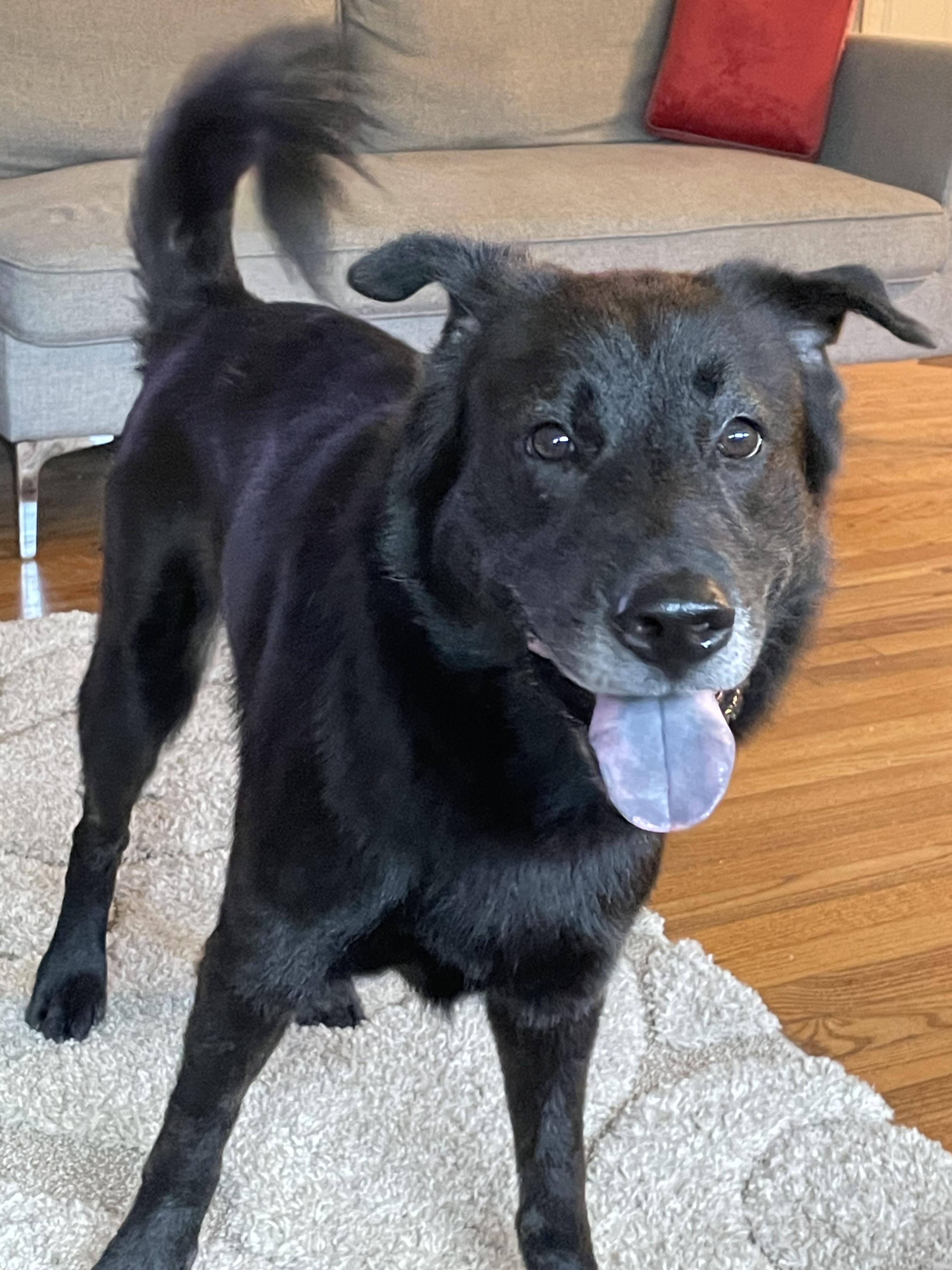 Enlarge Ramen Noodle, a Adoptable mixed breed in Atlanta, GA image 1/6