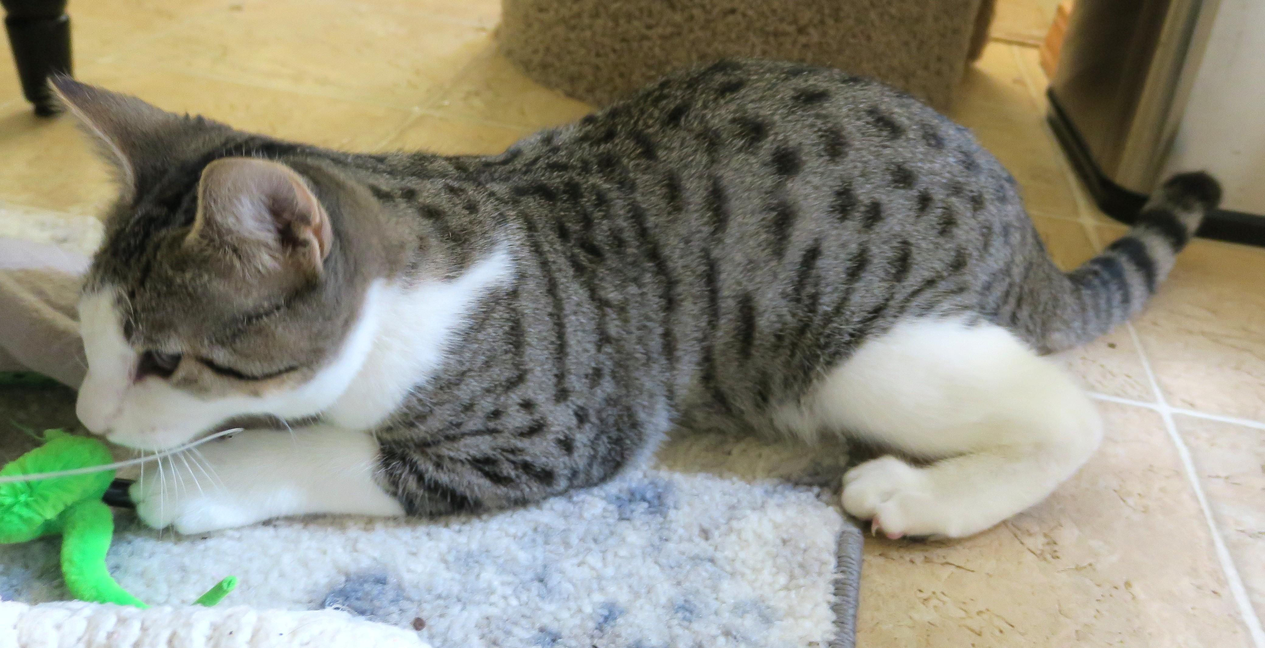 Sweet Pea (the Unclaimed thumbnail 4