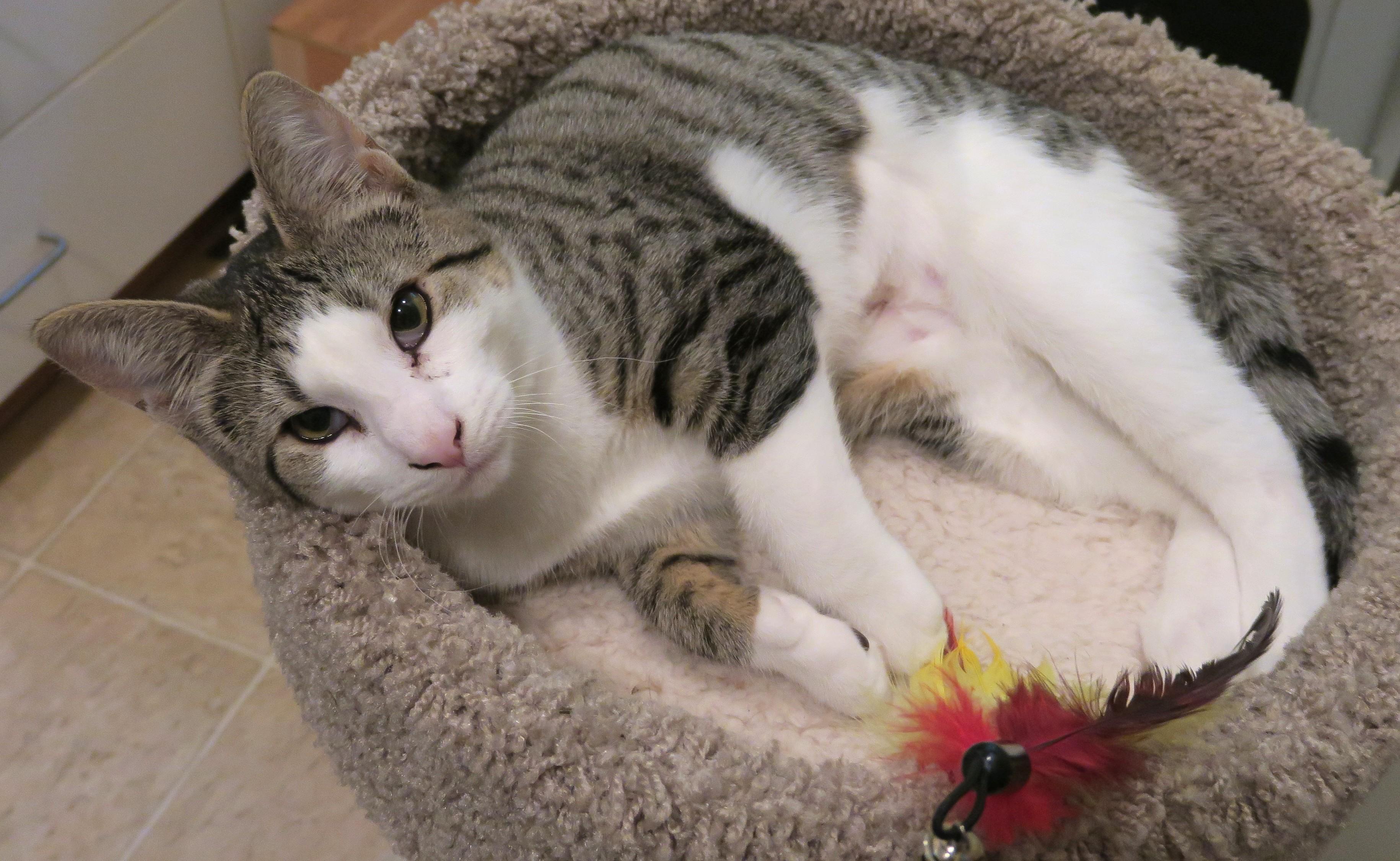 Sweet Pea (the Unclaimed thumbnail 3