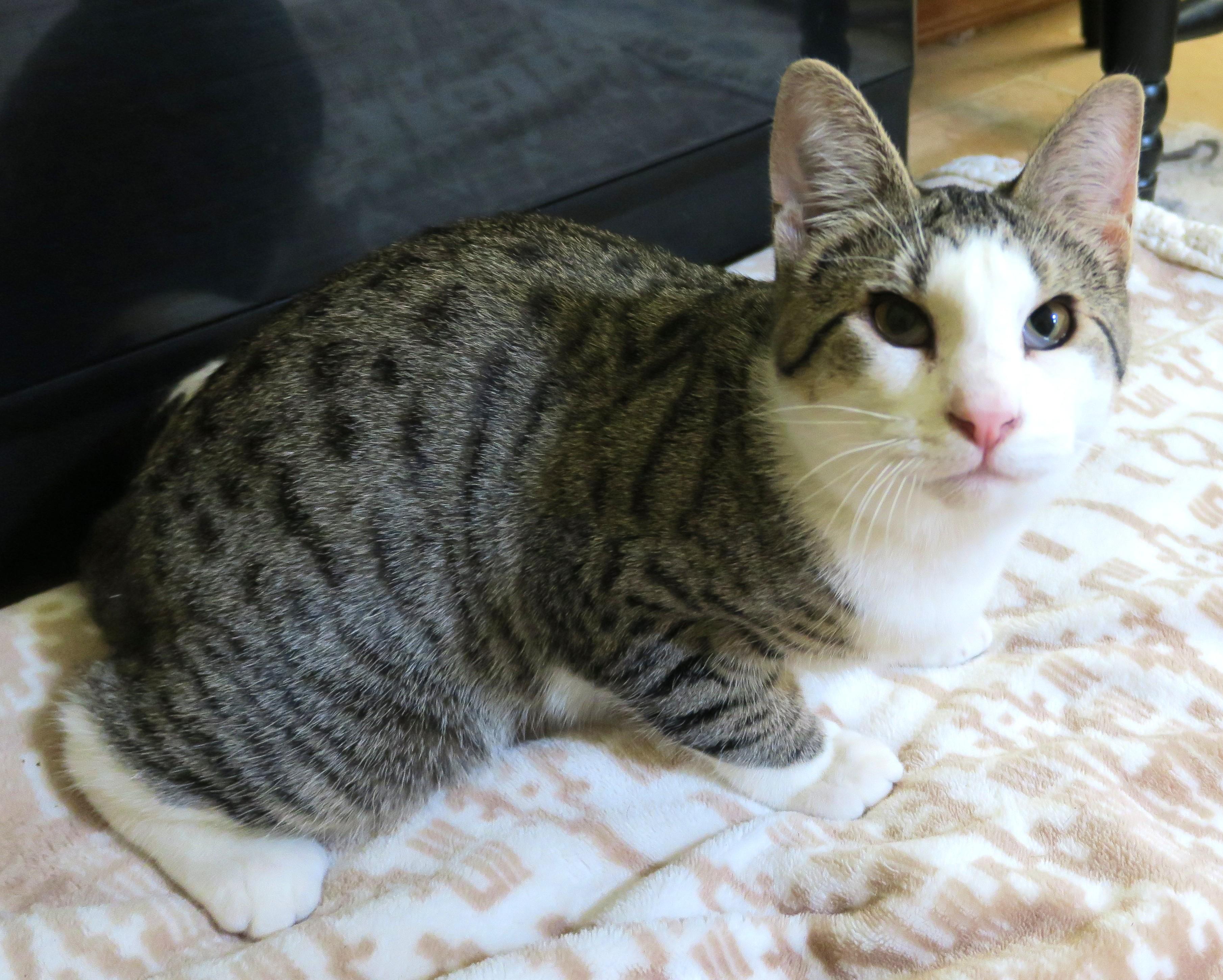 Sweet Pea (the Unclaimed thumbnail 5