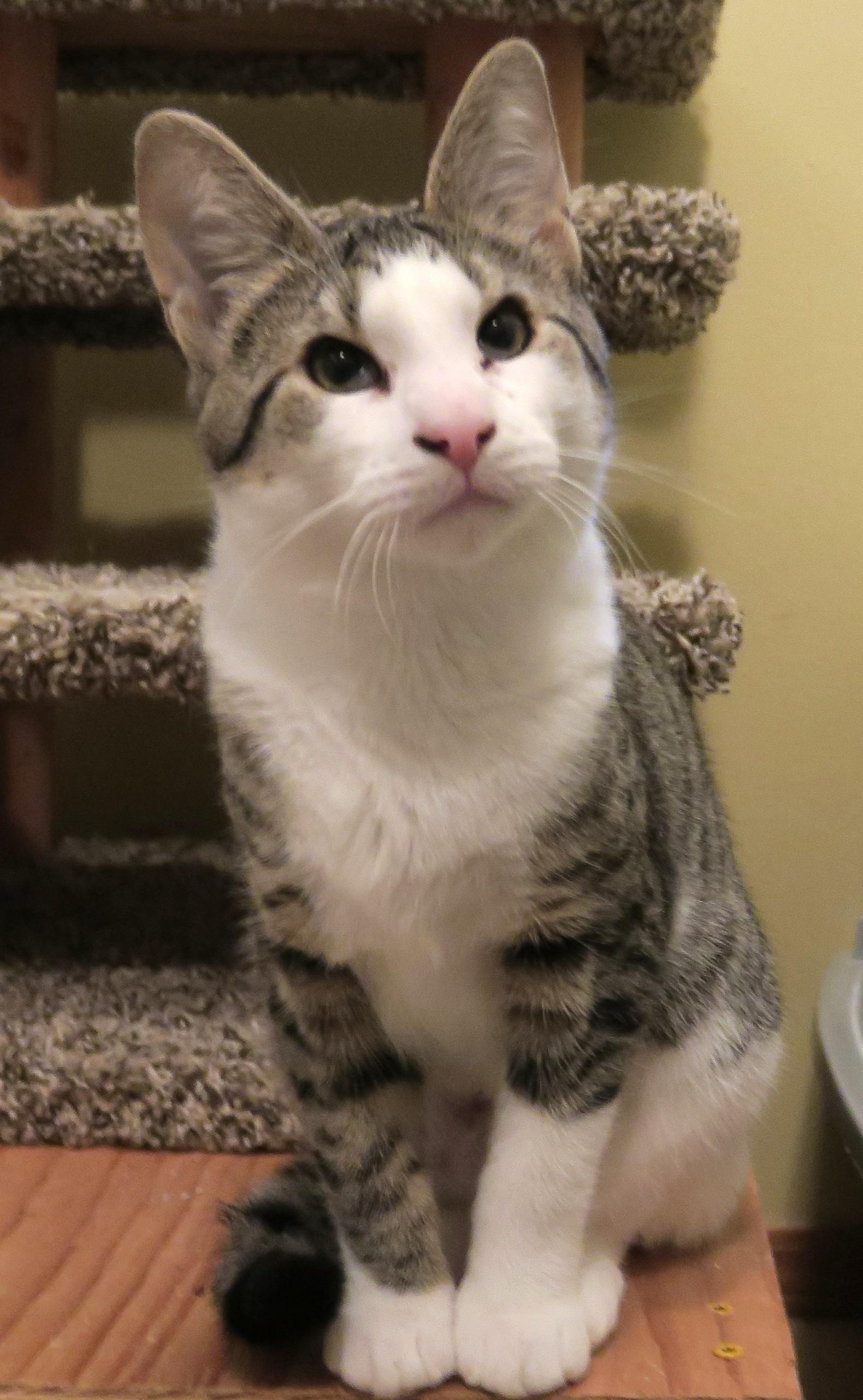 Sweet Pea (the Unclaimed thumbnail 2