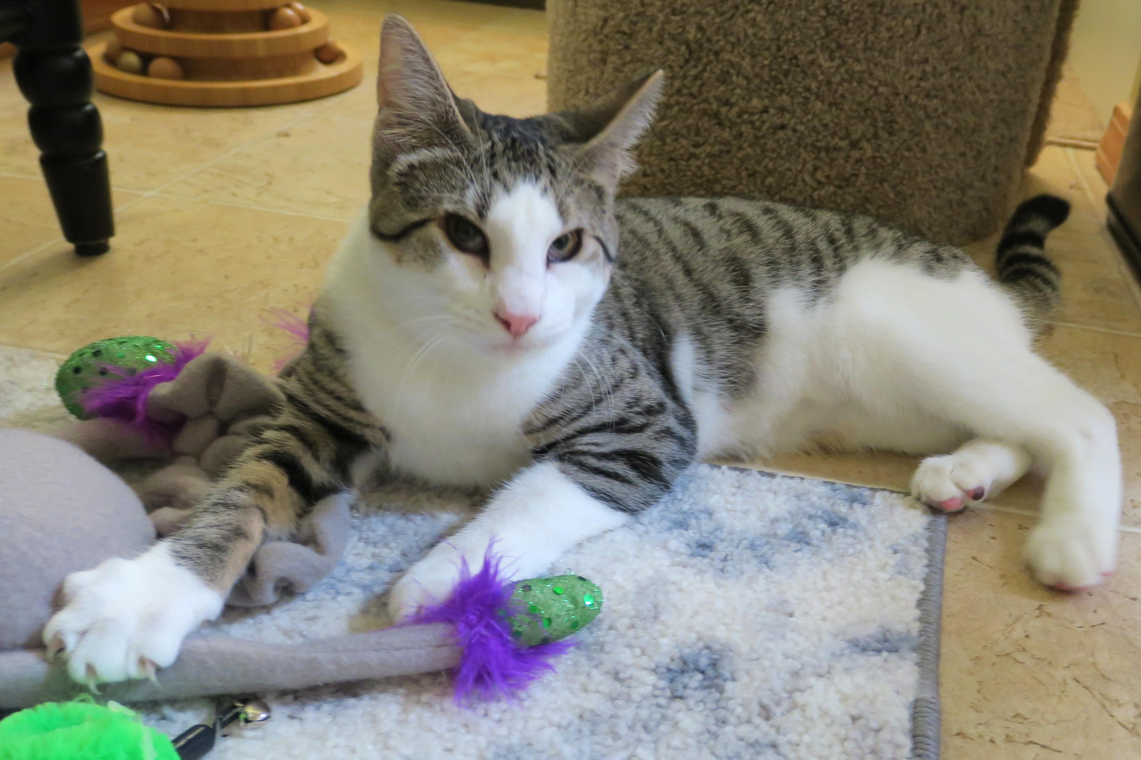Sweet Pea (the Unclaimed thumbnail 6