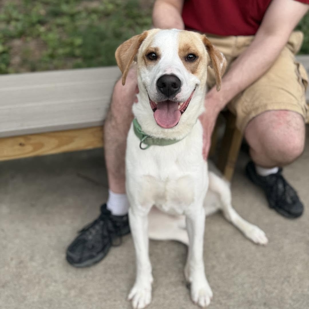 Kaido, ADOPTABLE, Young Male Mixed Breed.