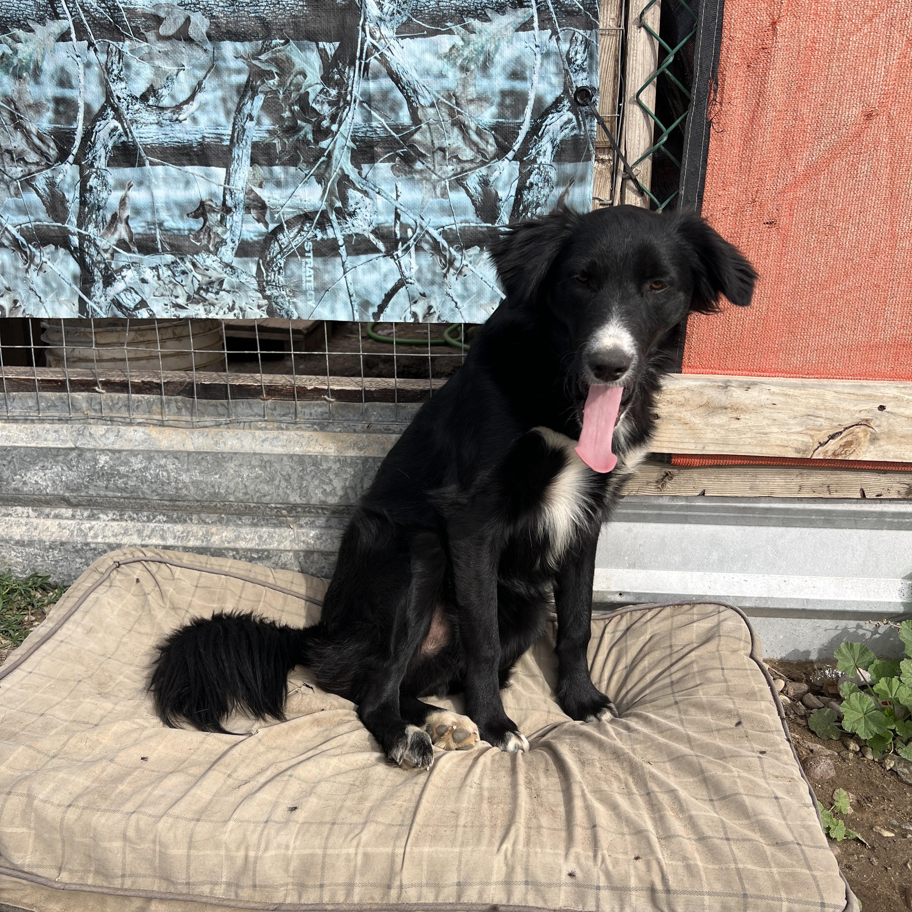 Enlarge Jackson, a Adoptable mixed breed in Carlsbad, CA image 3/5