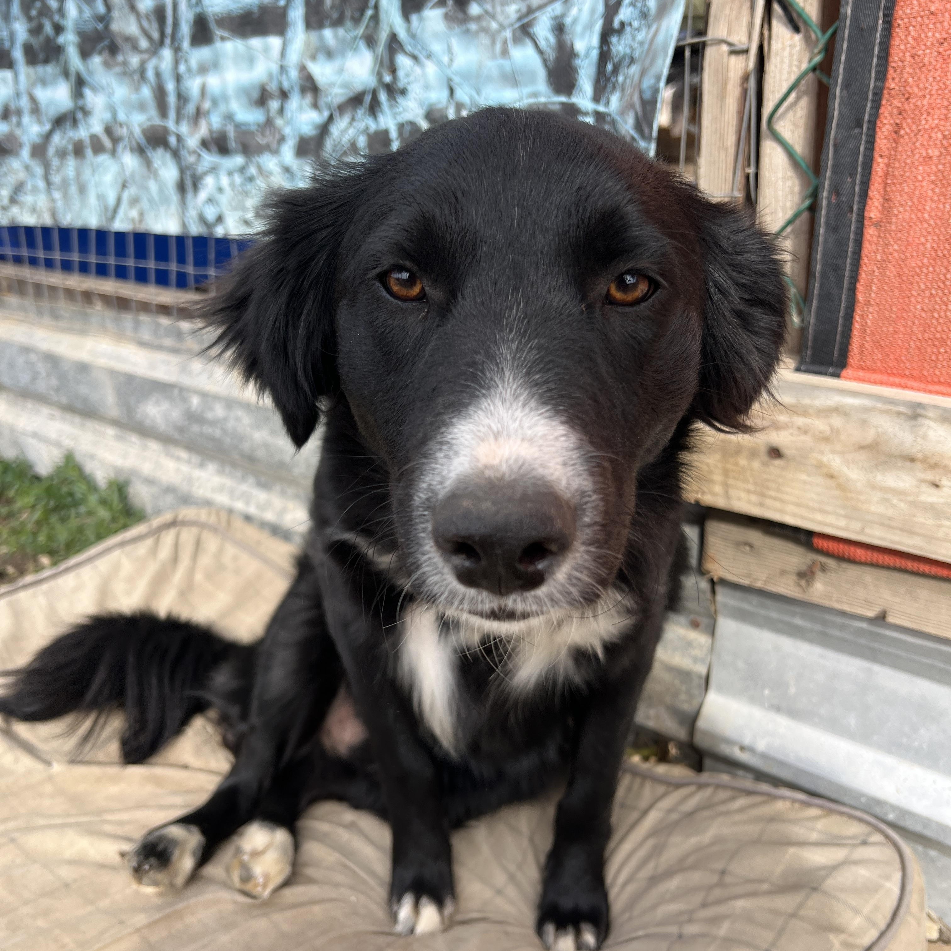 Enlarge Jackson, a Adoptable mixed breed in Carlsbad, CA image 2/5