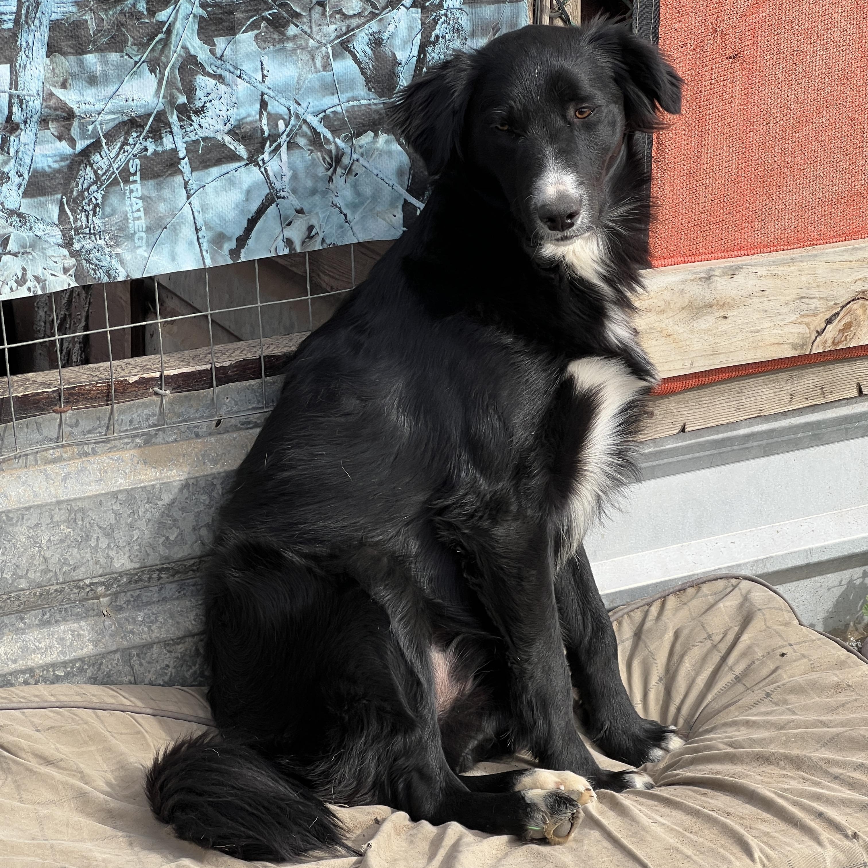 Jackson, Adoptable, Young Male Border Collie & Australian Shepherd.