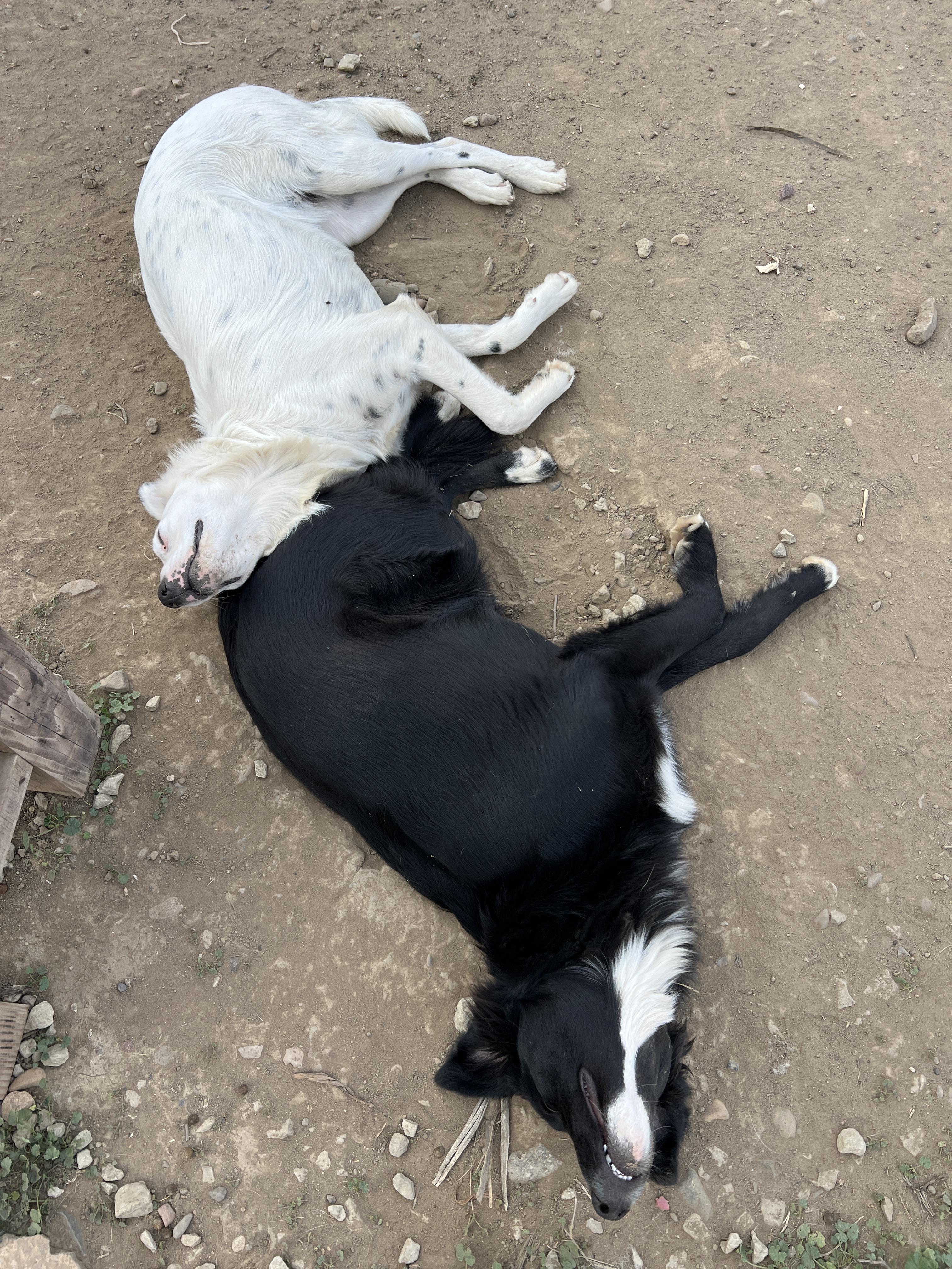Enlarge Jackson, a Adoptable mixed breed in Carlsbad, CA image 5/5