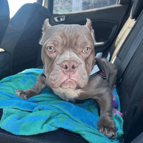 Junie Mae, Adoptable, Young Female American Bulldog & American Bulldog.