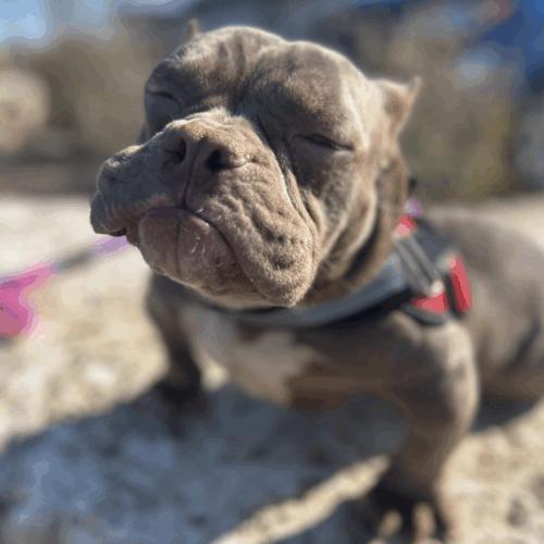 Enlarge Junie Mae, a Adoptable mixed breed in Austin, TX image 3/5