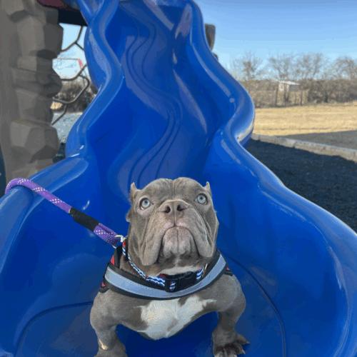 Enlarge Junie Mae, a Adoptable mixed breed in Austin, TX image 4/5