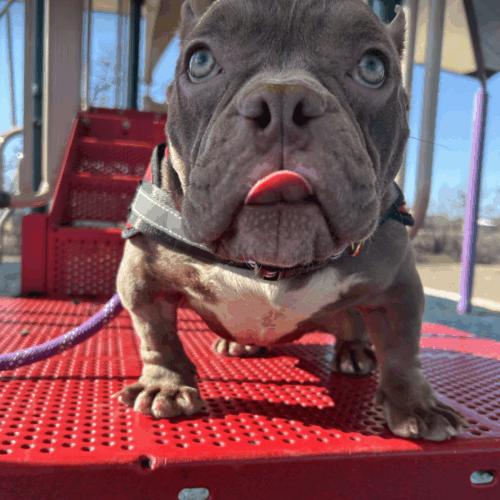 Enlarge Junie Mae, a Adoptable mixed breed in Austin, TX image 5/5