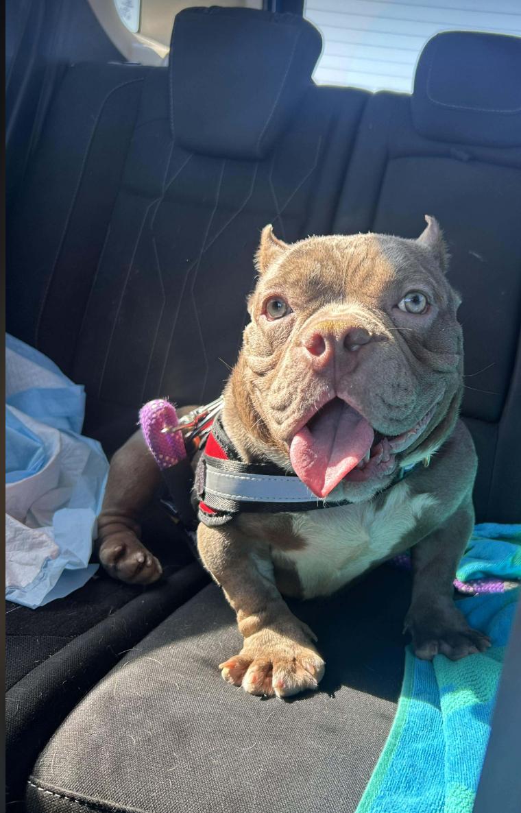 Enlarge Junie Mae, a Adoptable mixed breed in Austin, TX image 6/6