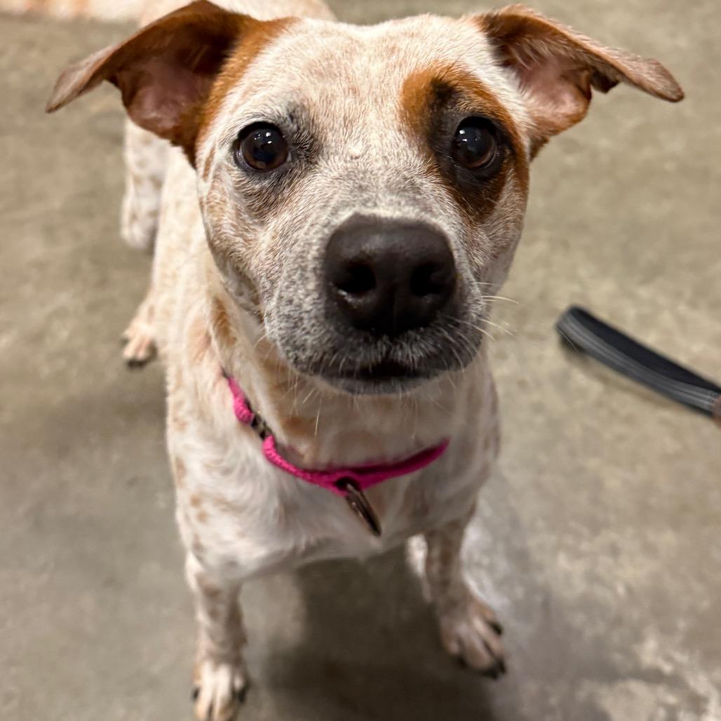 Jazz — thumbnail 2