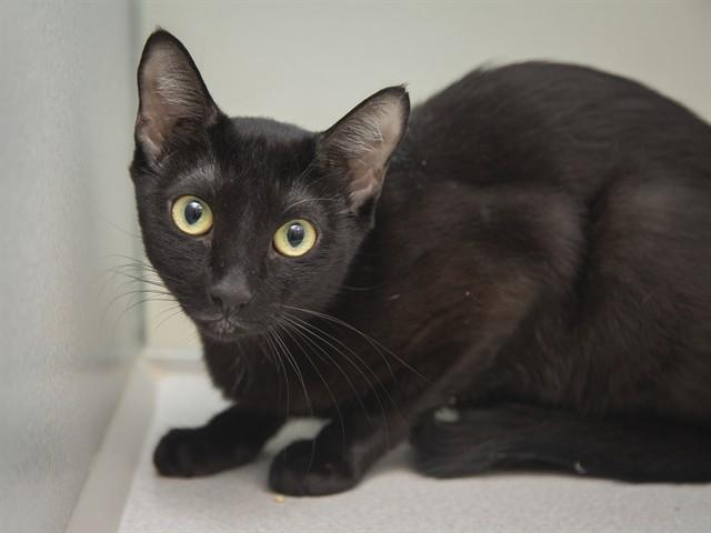 Enlarge KIKI, a Adoptable Domestic Short Hair in Phoenix, AZ image 1/1
