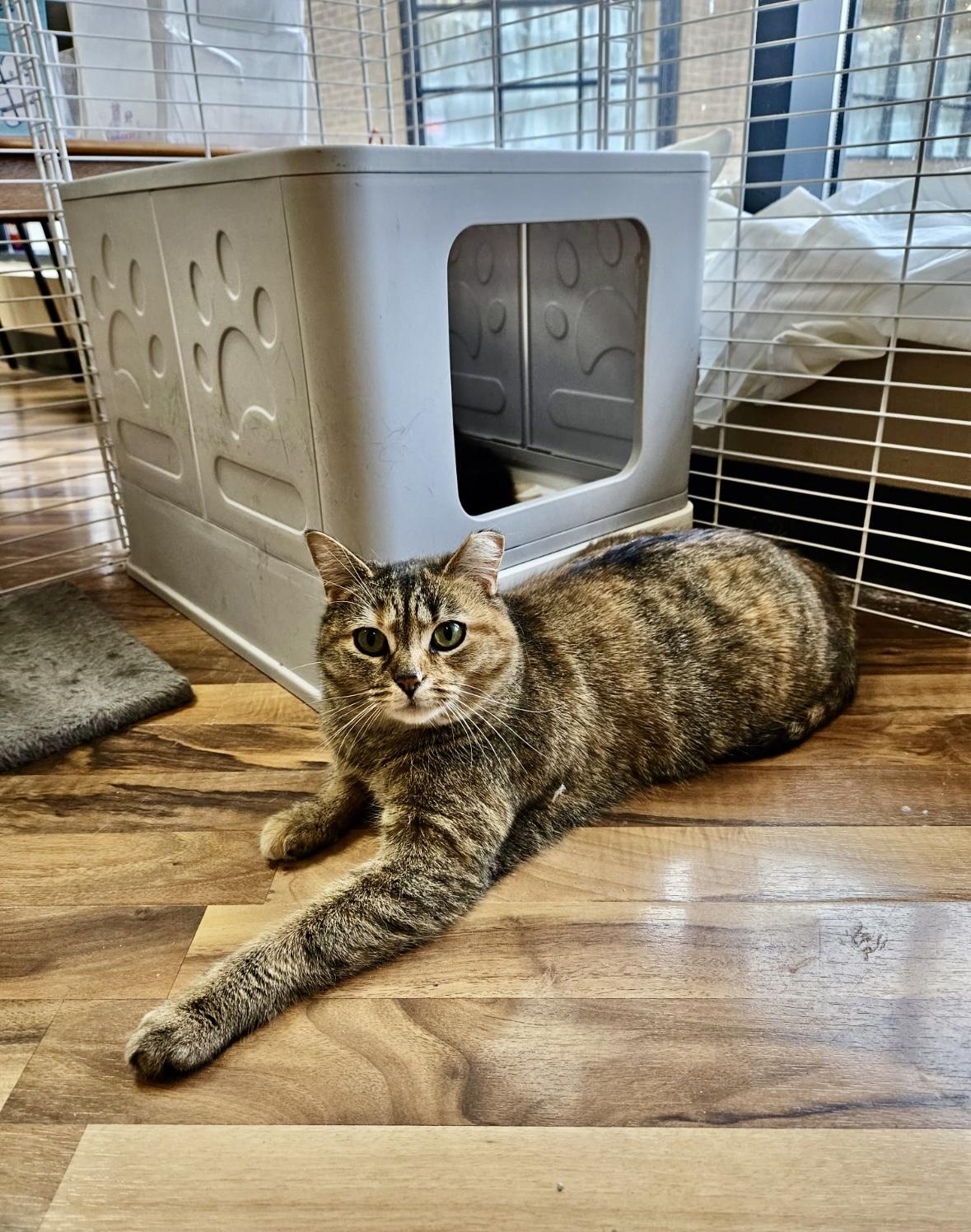 Enlarge Clementine-Dundas East Animal Hospital , a ADOPTABLE Domestic Short Hair in Mississauga, ON image 3/6