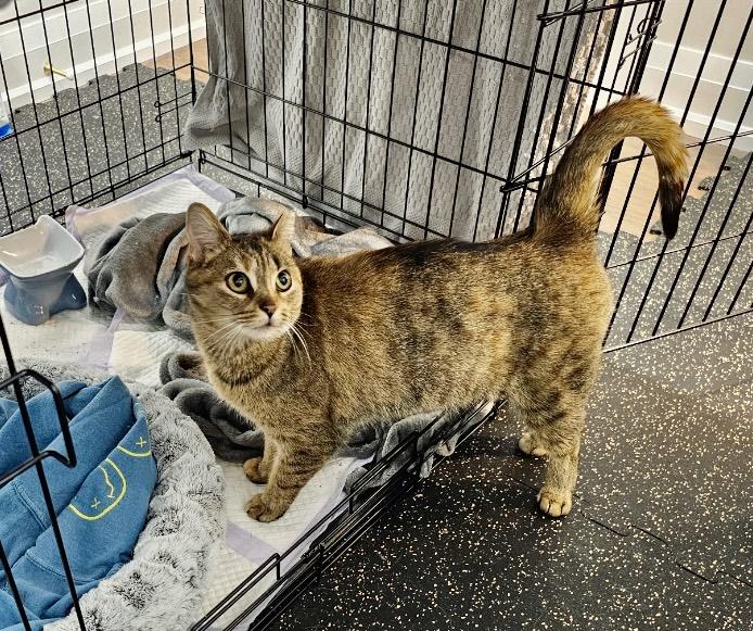 Enlarge Clementine-Dundas East Animal Hospital , a ADOPTABLE Domestic Short Hair in Mississauga, ON image 4/6