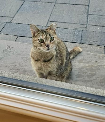 Enlarge Clementine-Dundas East Animal Hospital , a ADOPTABLE Domestic Short Hair in Mississauga, ON image 5/6