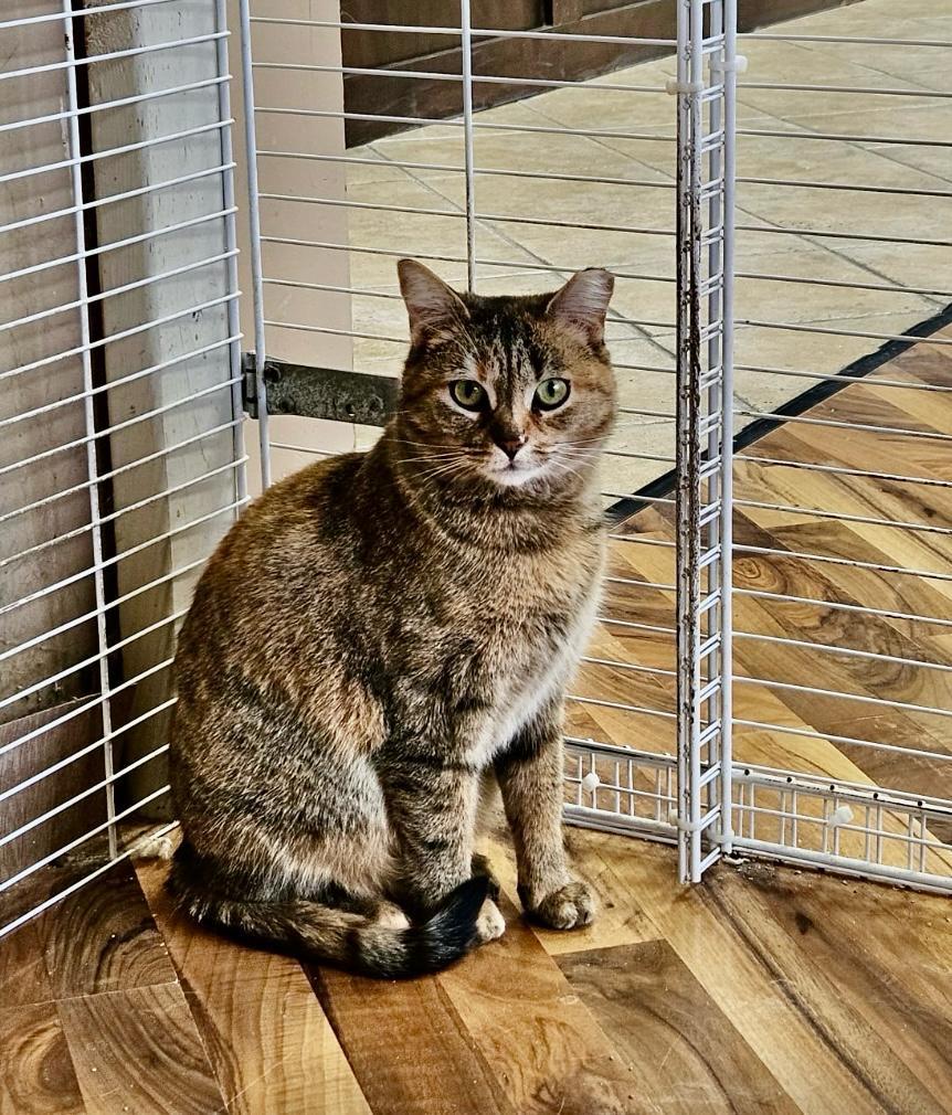 Enlarge Clementine-Dundas East Animal Hospital , a ADOPTABLE Domestic Short Hair in Mississauga, ON image 1/6