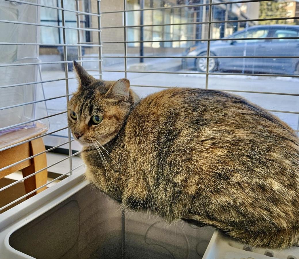 Enlarge Clementine-Dundas East Animal Hospital , a ADOPTABLE Domestic Short Hair in Mississauga, ON image 6/6