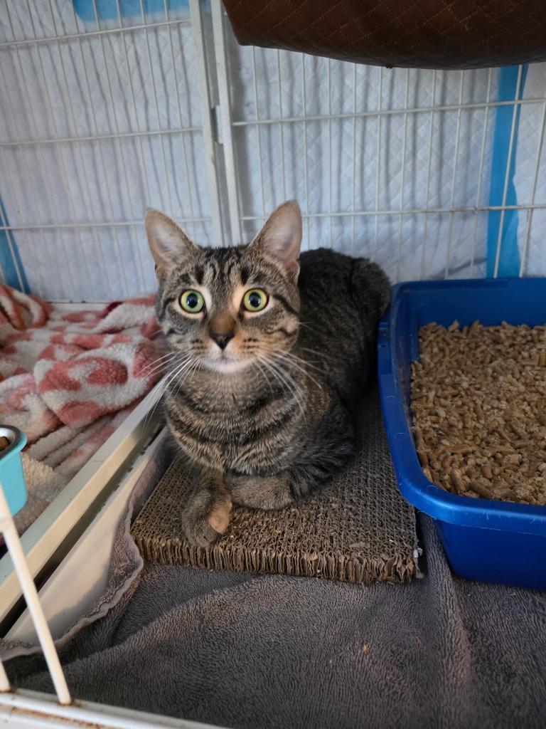 Enlarge Daisy, a Adoptable mixed breed in Shell Lake, WI image 1/1