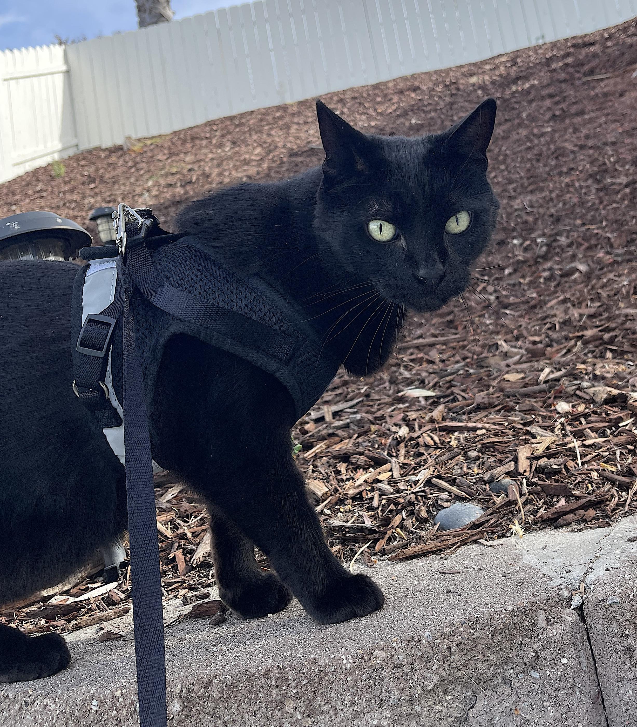 Enlarge Sawyer, a Adoptable Domestic Short Hair in Portland, OR image 3/6