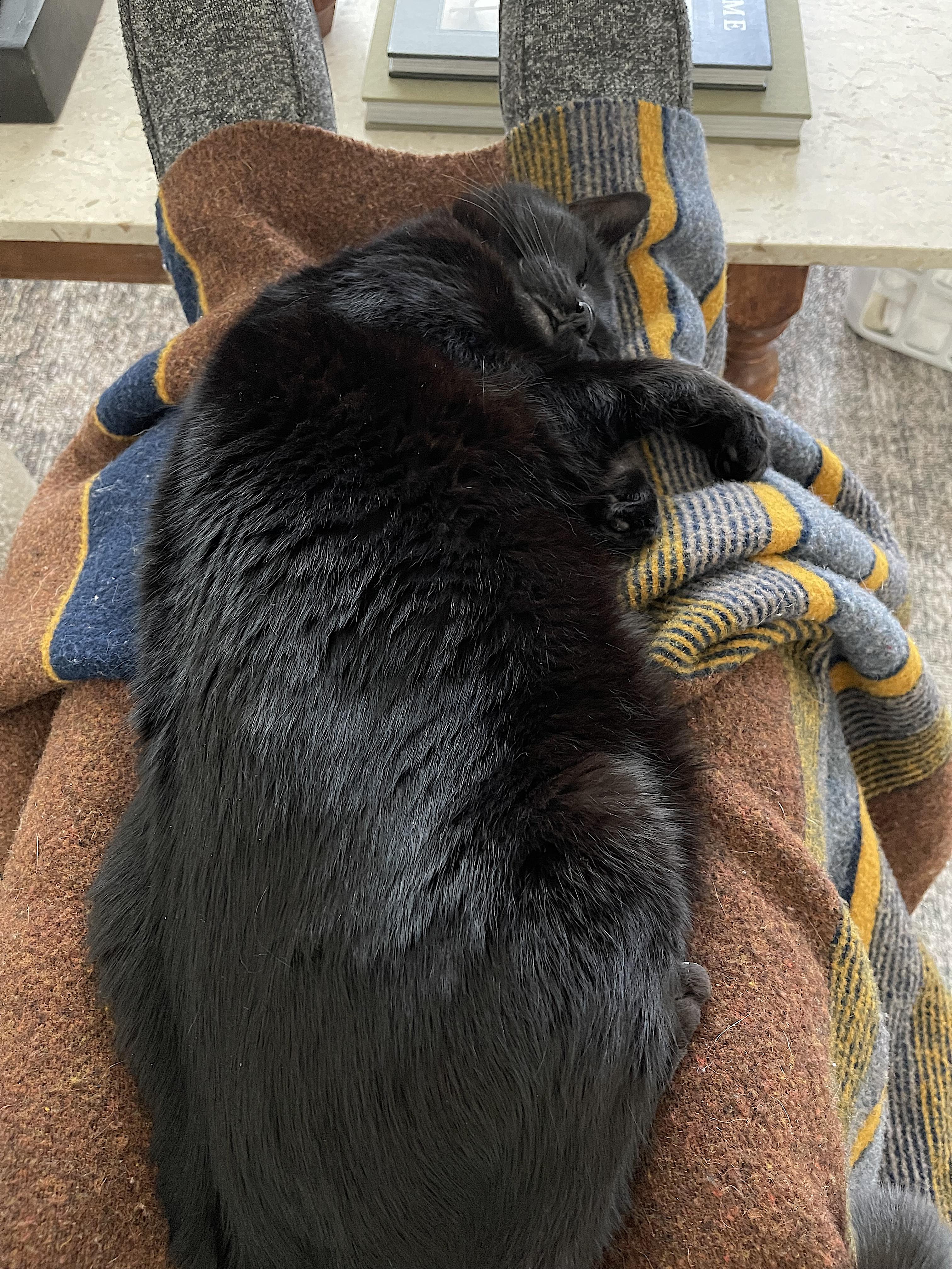 Enlarge Sawyer, a Adoptable Domestic Short Hair in Portland, OR image 4/6