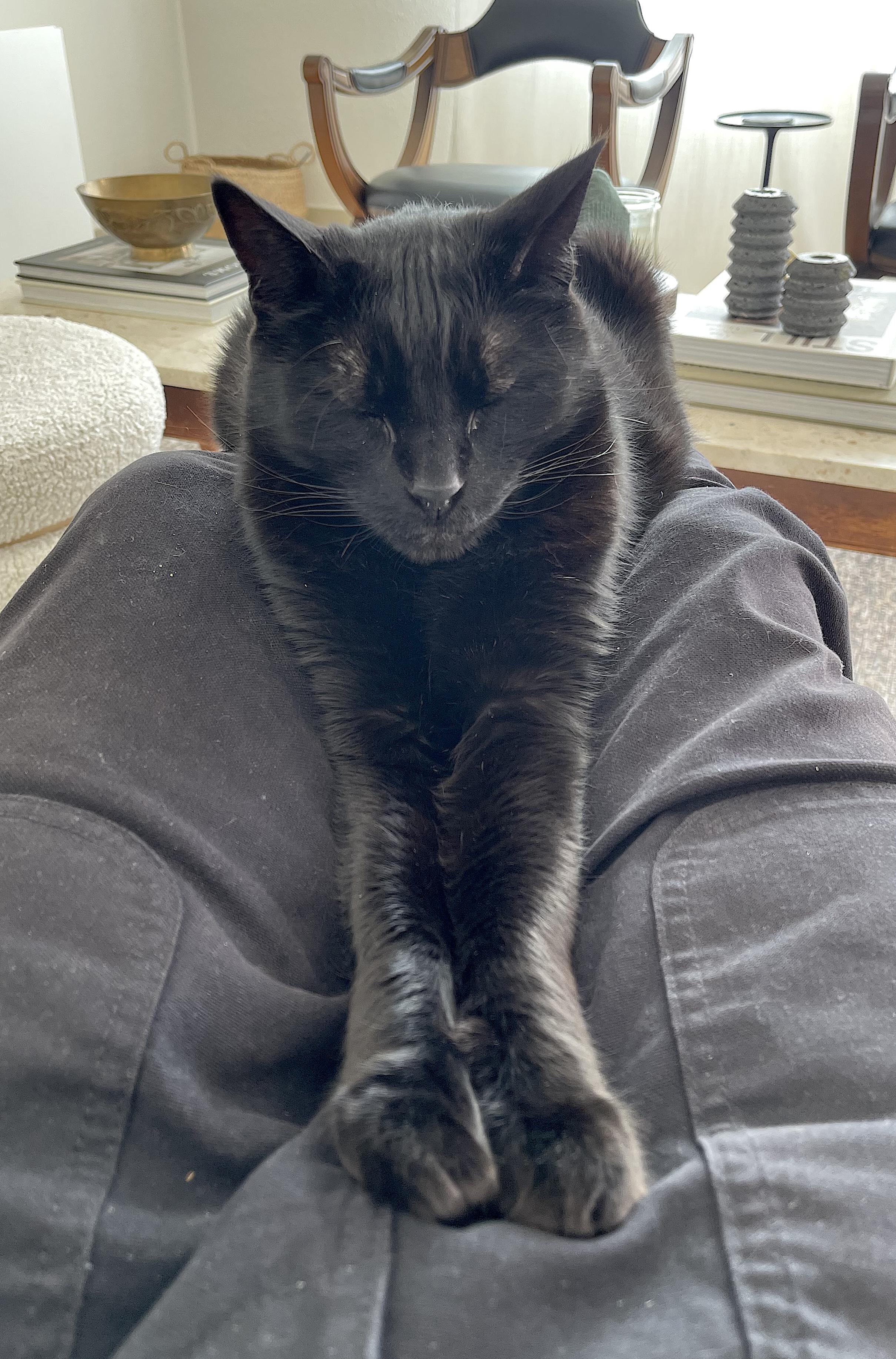 Enlarge Sawyer, a Adoptable Domestic Short Hair in Portland, OR image 2/6