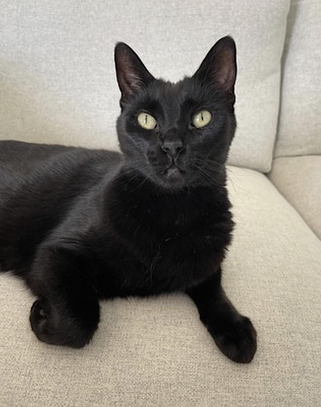 Enlarge Sawyer, a Adoptable Domestic Short Hair in Portland, OR image 5/6