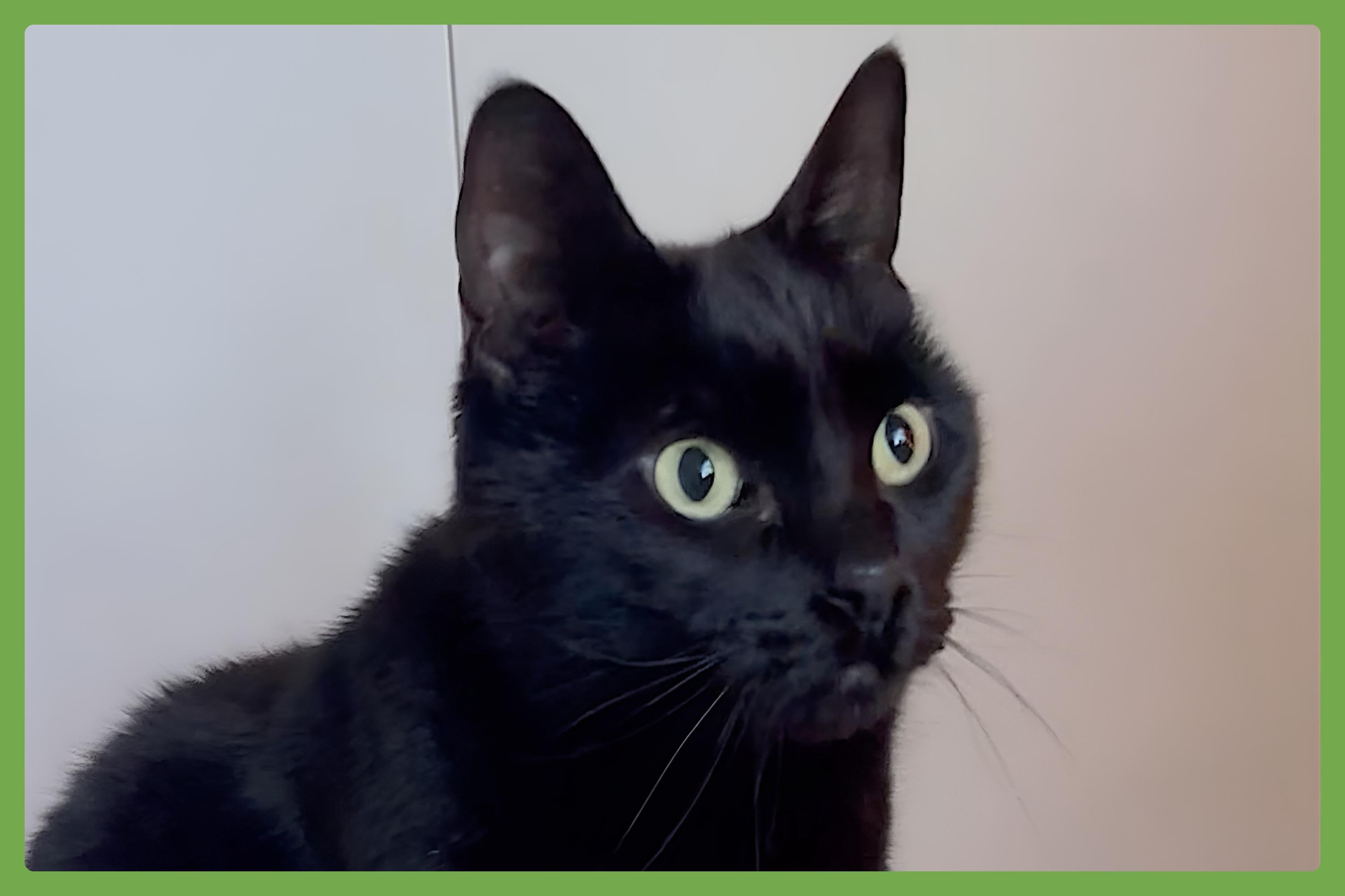 Enlarge Sawyer, a Adoptable Domestic Short Hair in Portland, OR image 1/6