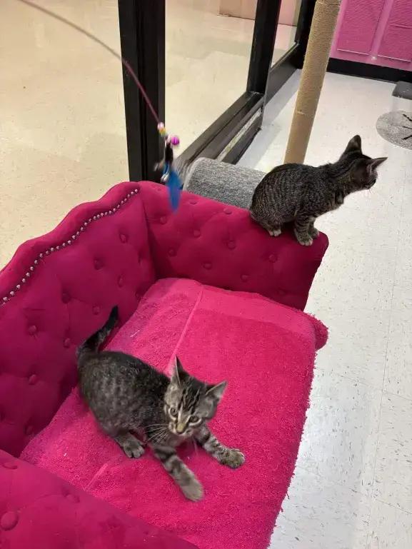 Lyonette, Adoptable, Kitten Female Domestic Short Hair.