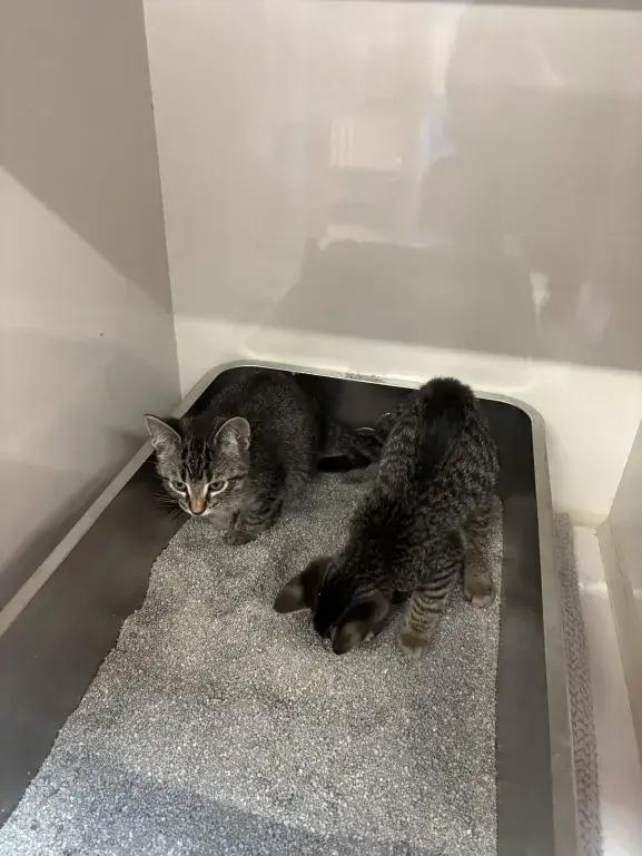 Enlarge Lyonette, a Adoptable Domestic Short Hair in Grand Rapids, MI image 2/6