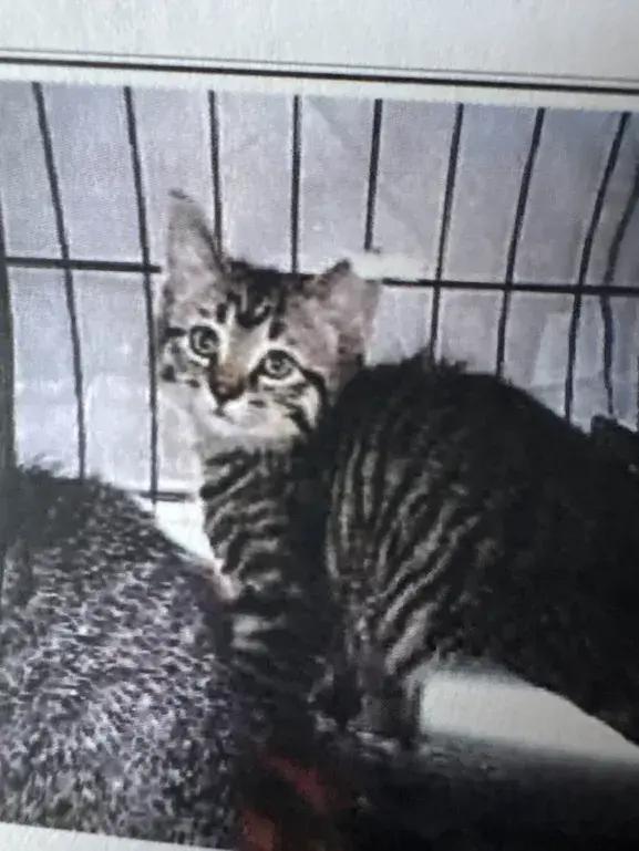 Lyonette, Adoptable, Kitten Female Domestic Short Hair.