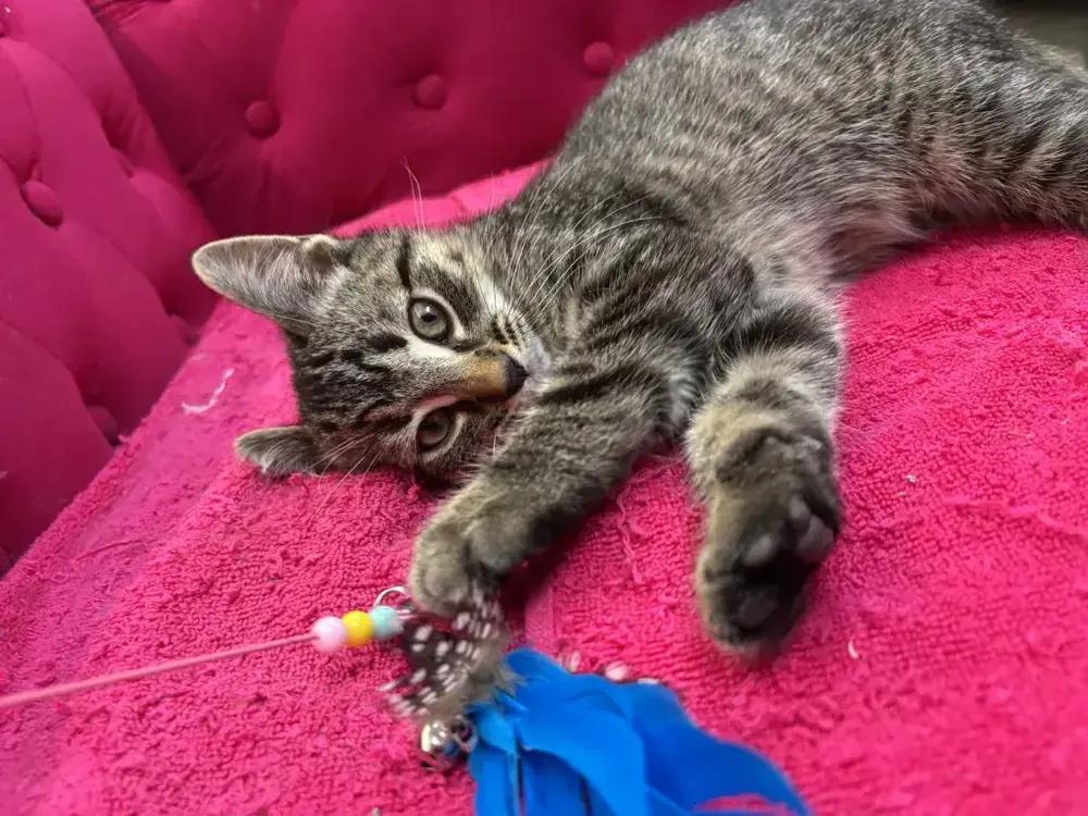 Enlarge Lyonette, a Adoptable Domestic Short Hair in Grand Rapids, MI image 4/6