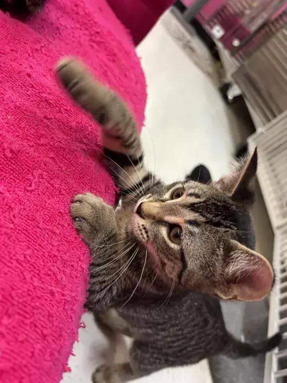 Enlarge Lyonette, a Adoptable Domestic Short Hair in Grand Rapids, MI image 5/6