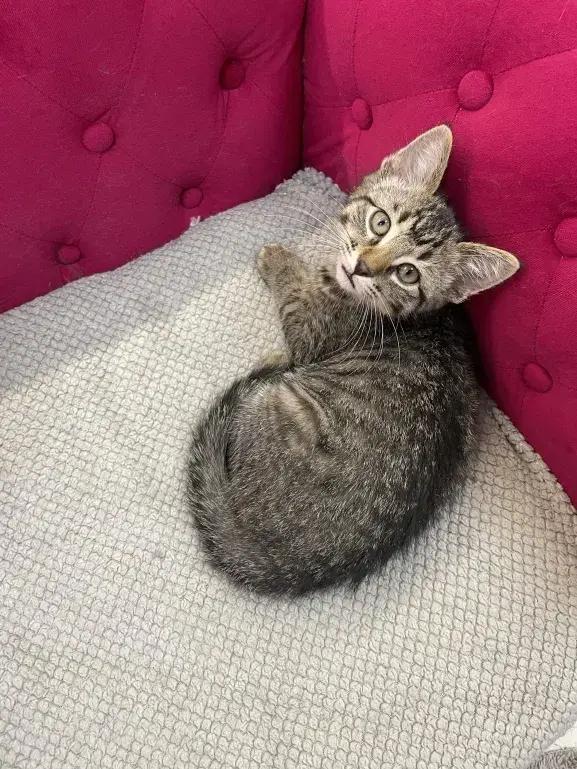 Enlarge Lyonette, a Adoptable Domestic Short Hair in Grand Rapids, MI image 6/6