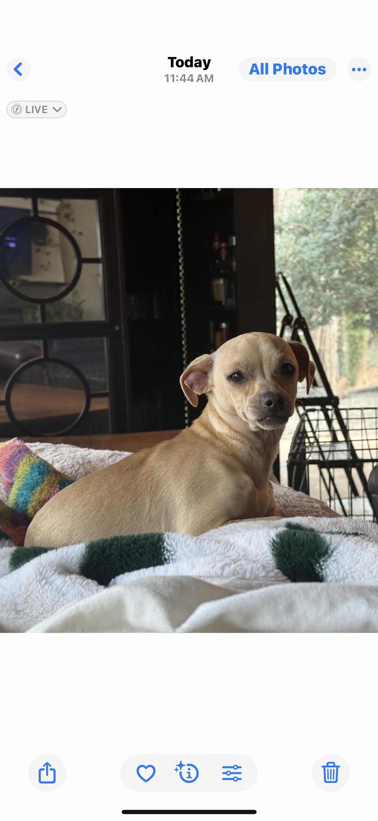 Timmy , ADOPTABLE, Young Male Chihuahua & Dachshund.