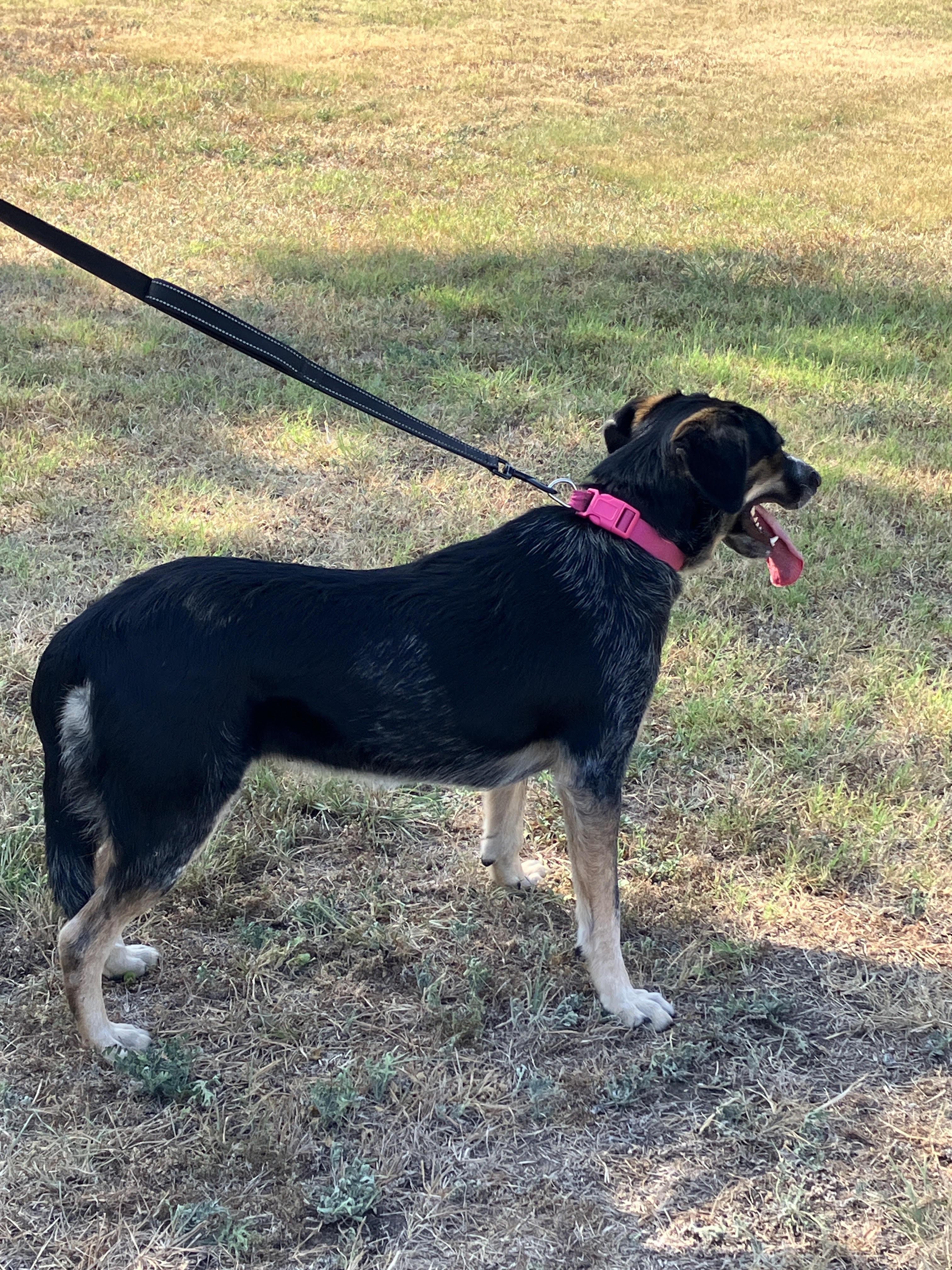 Enlarge SWEETIE-So Sweet, a ADOPTABLE mixed breed in Stephenville, TX image 5/6