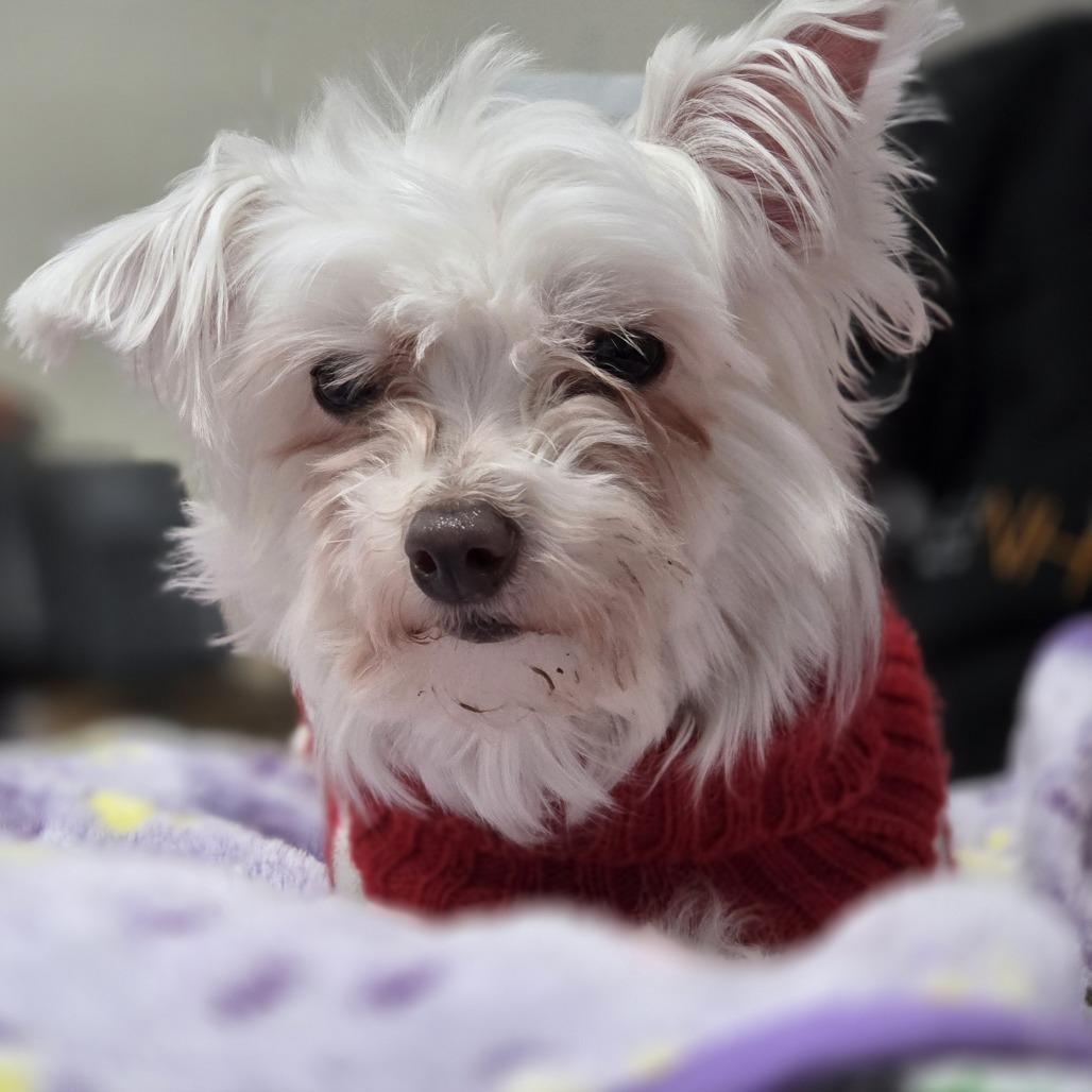 Enlarge Blanca, a Adoptable Maltese in Bedford, NH image 1/4