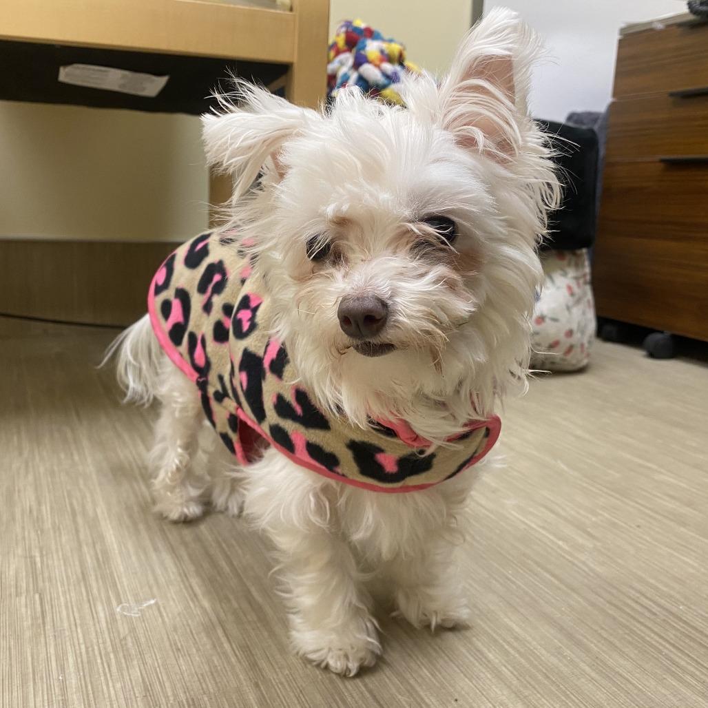 Enlarge Blanca, a Adoptable Maltese in Bedford, NH image 4/4