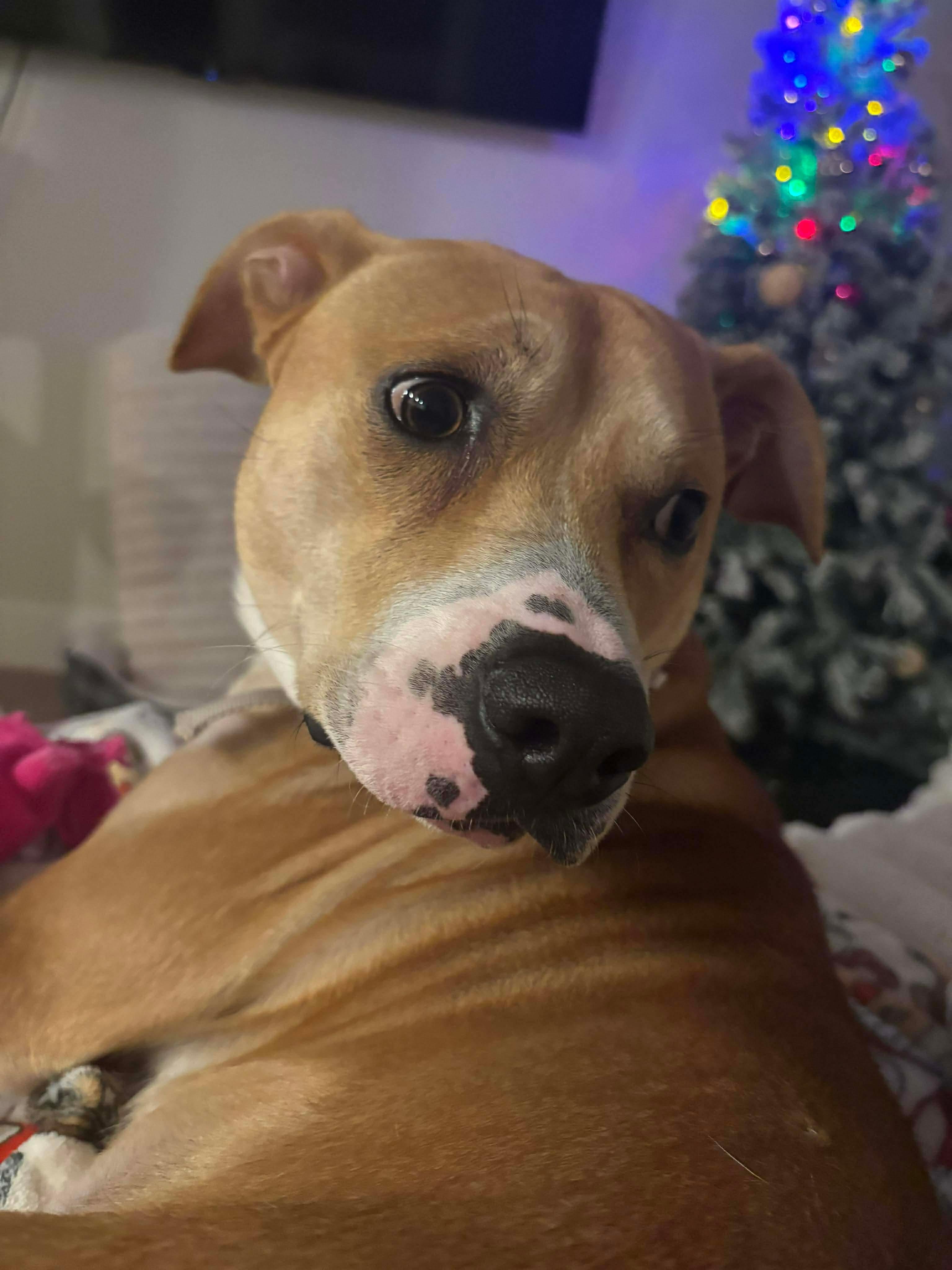 Enlarge Bandit, a ADOPTABLE mixed breed in Humble, TX image 1/5