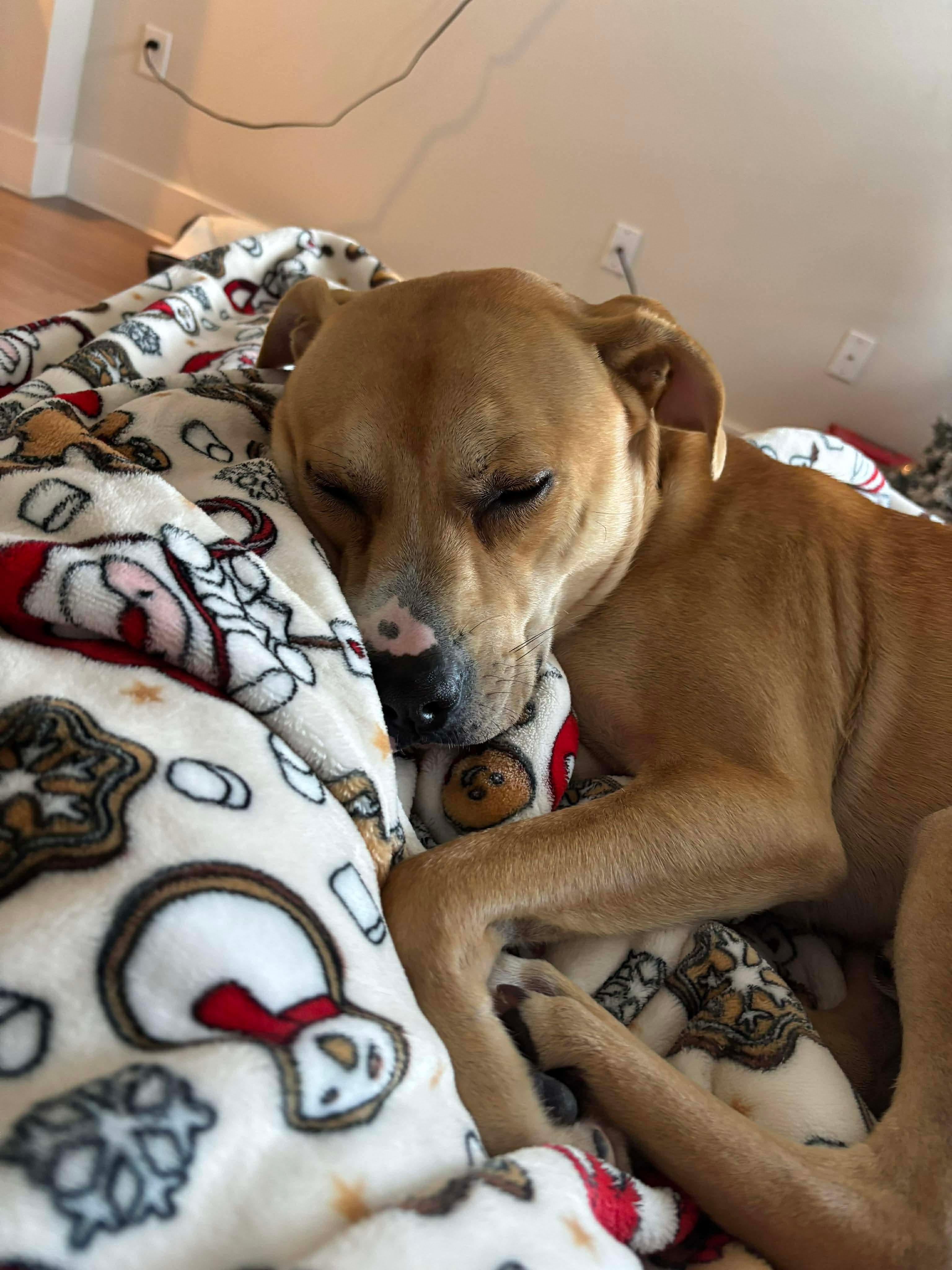 Enlarge Bandit, a ADOPTABLE mixed breed in Humble, TX image 2/5