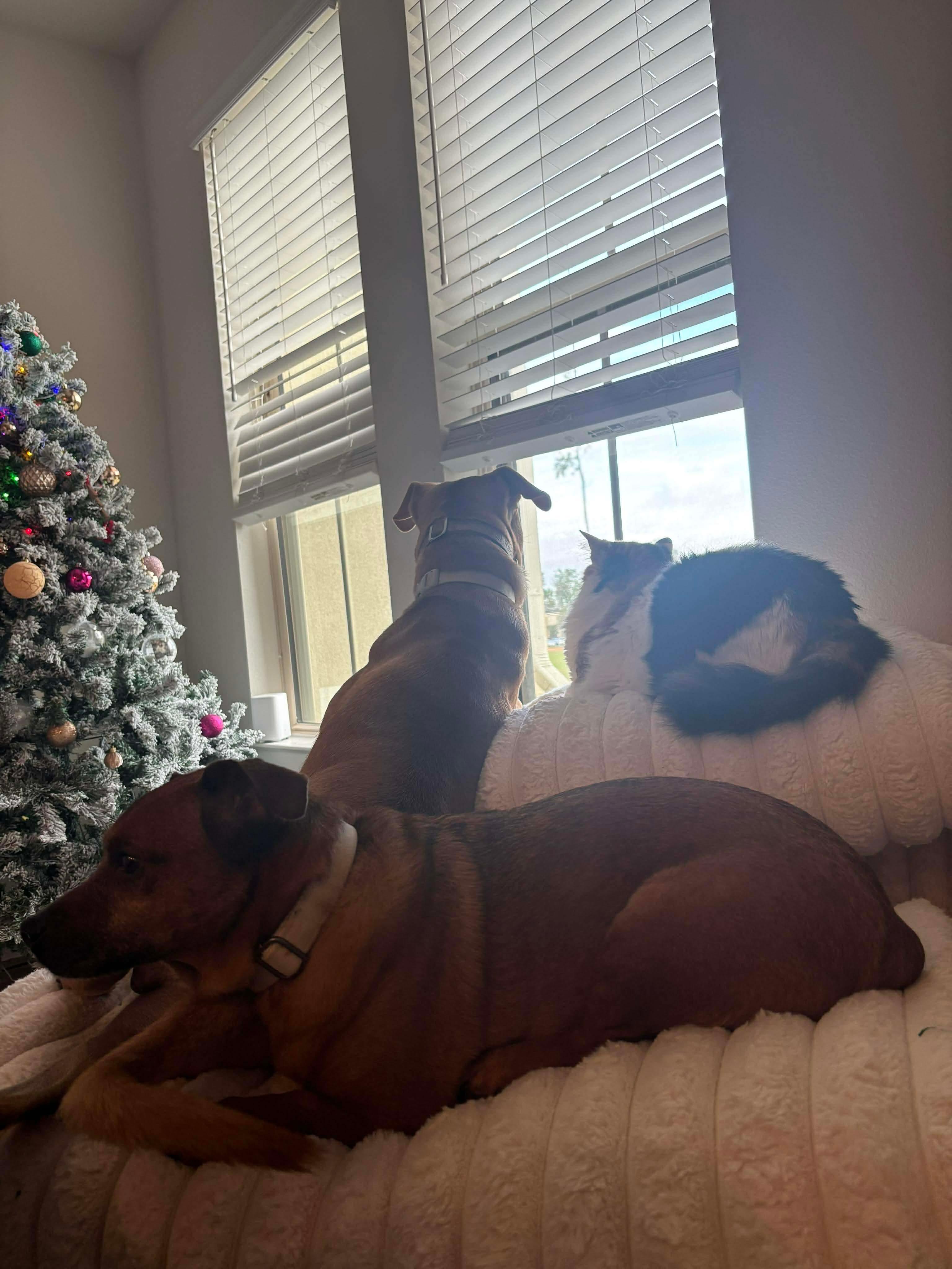 Enlarge Bandit, a ADOPTABLE mixed breed in Humble, TX image 4/5