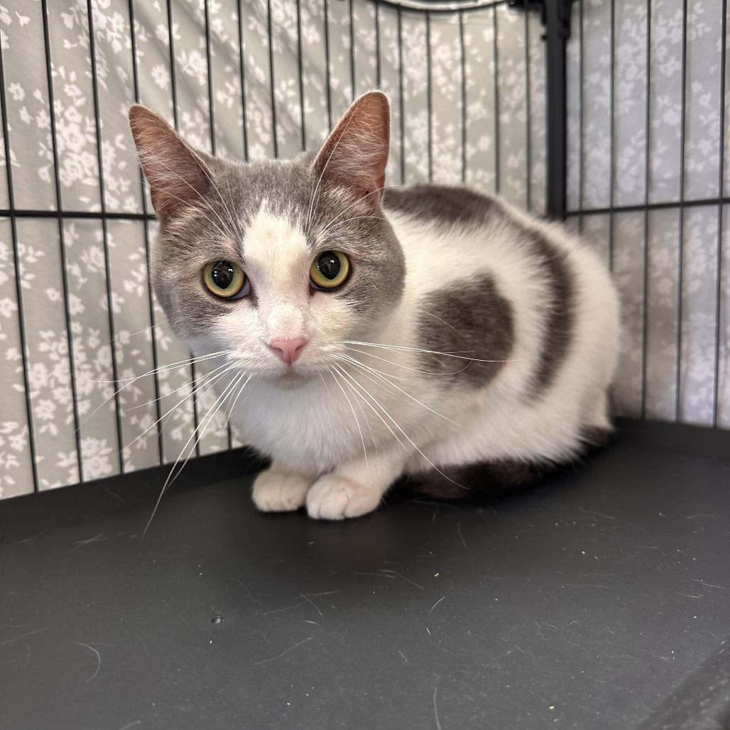 Pinecone, adopted, Adult Female Domestic Short Hair.