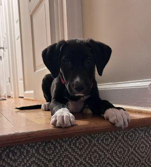 Enlarge Cledus, an adoption pending mixed breed in Warrington, PA image 1/2