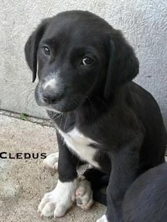 Enlarge Cledus, an adoption pending mixed breed in Warrington, PA image 2/2