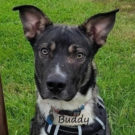 Buddy