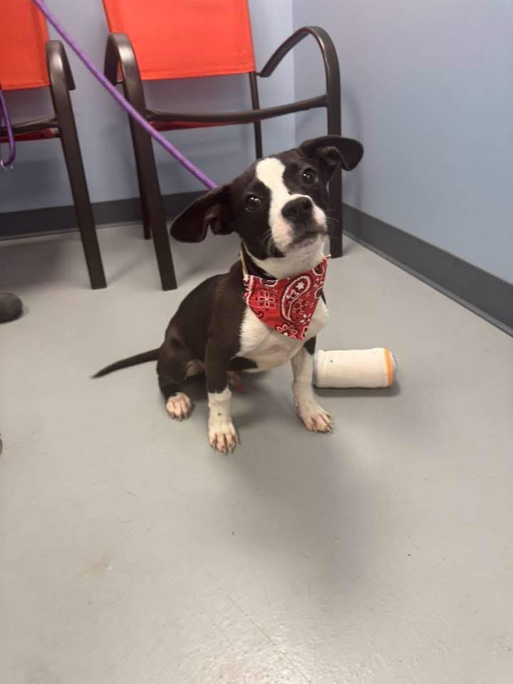 Diesel, an adopted mixed breed in Zanesville, OH image 2/3