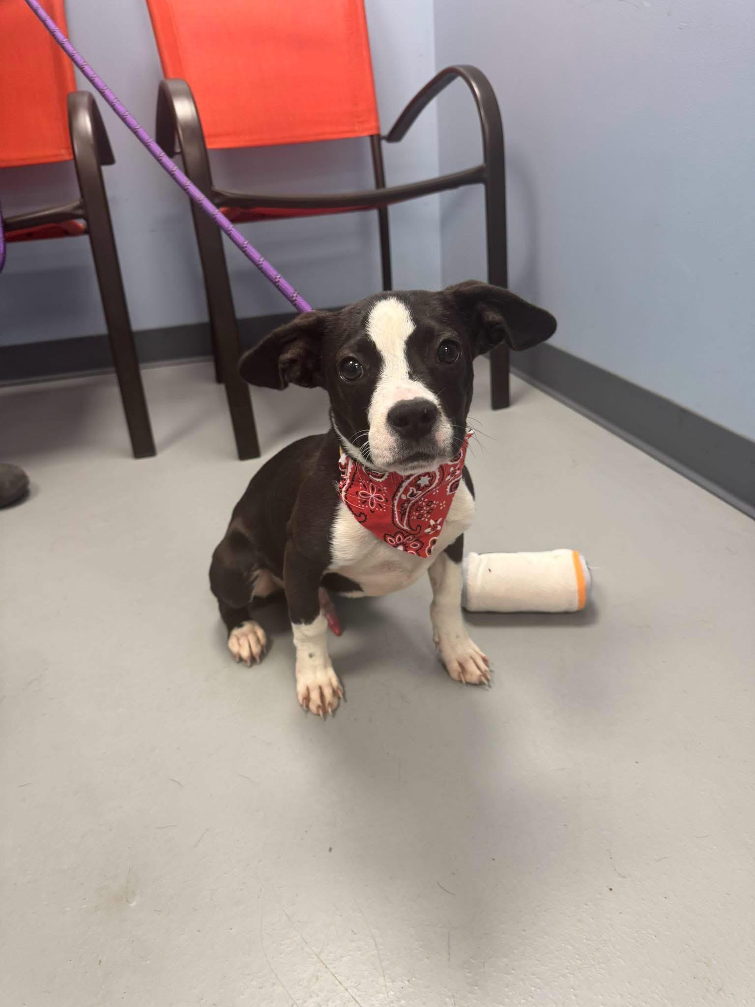 Diesel, an adopted mixed breed in Zanesville, OH image 3/3