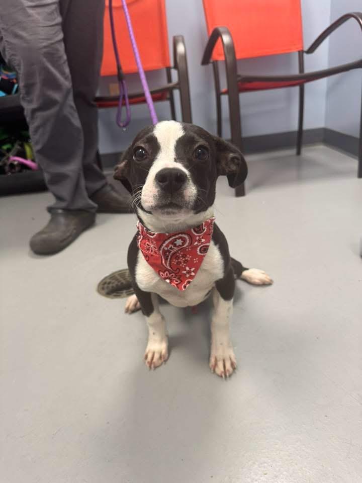 Diesel, an adopted mixed breed in Zanesville, OH image 1/3