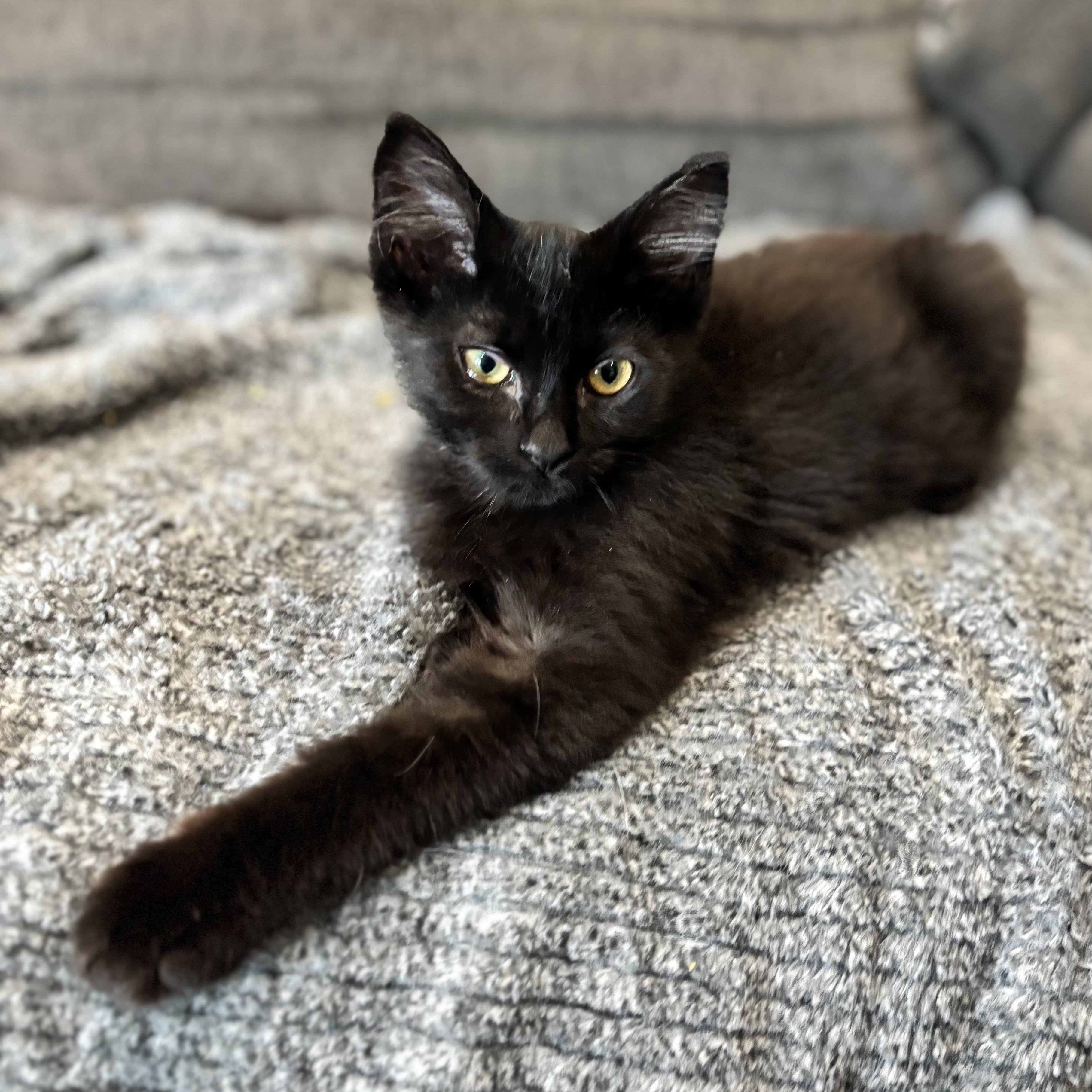 Doc, Young Female Domestic Medium Hair